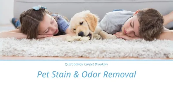 Pet Stain & Odor Removal